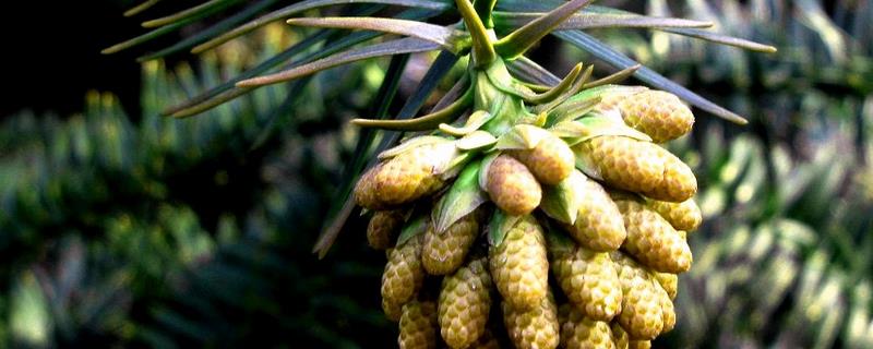 松树种子的播种时间，附播种方法（松树的播种方式）