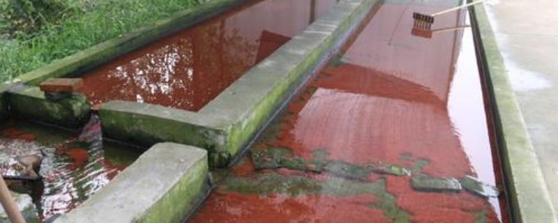 红线虫的养法，有哪些要点 红线虫怎样养殖与繁殖