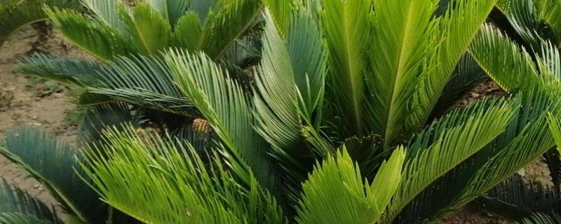 铁树籽的种植方法，附铁树简介 铁树的种植技术