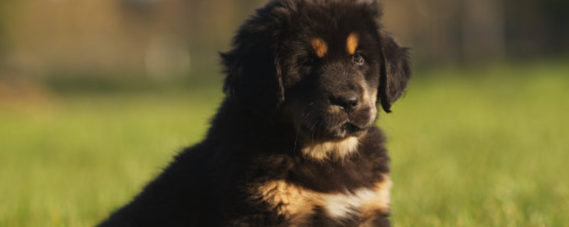 藏獒多少钱一只 藏獒多少钱一只 纯种