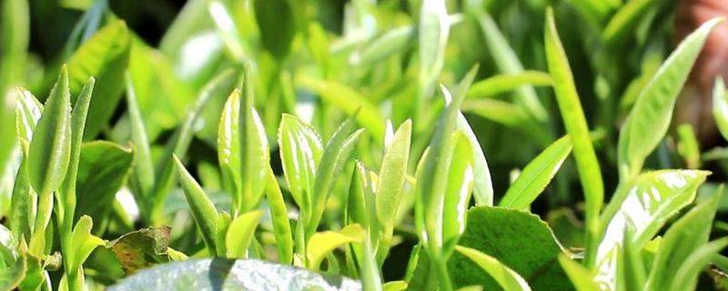 茶叶的种植方法，附茶叶的历史（茶叶的栽培技术）