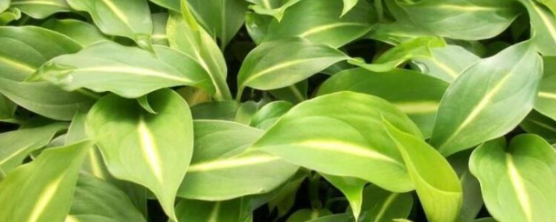 多年生草本植物万年青开花预兆什么 万年青植物图片开花