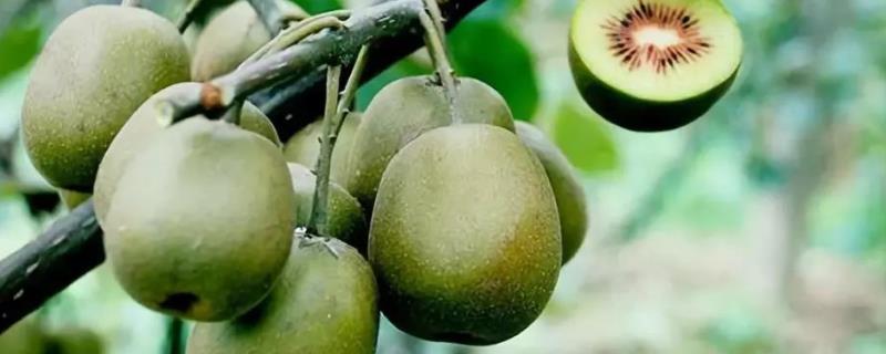 猕猴桃丰产技术有哪些,附防治落果的措施
