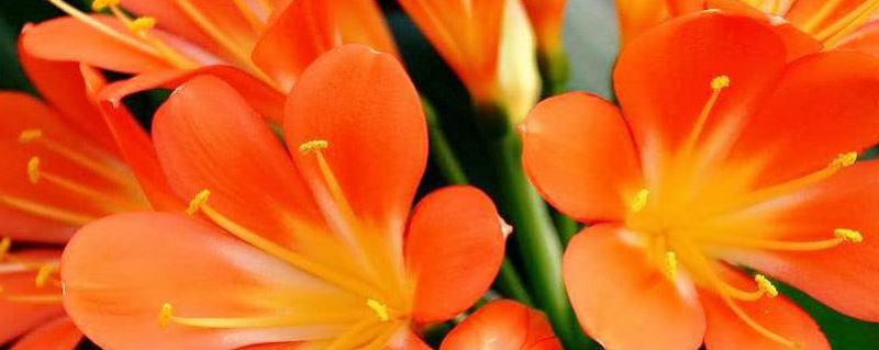 如何种植君子兰及花语是什么 君子兰的花怎么种