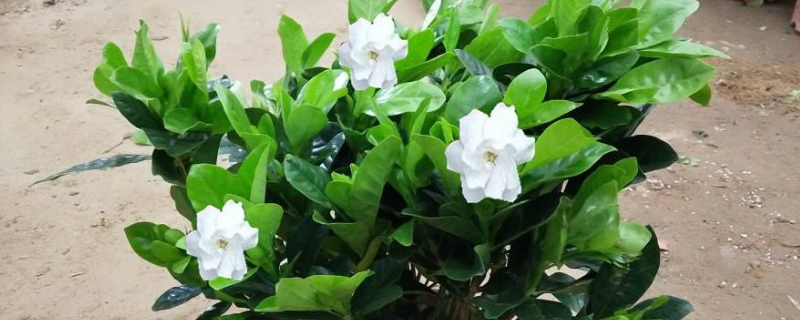 盆栽栀子花的施肥方法，附养护方法 栀子花怎么浇肥