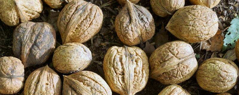 云南核桃产地在哪里（云南什么地方盛产核桃）