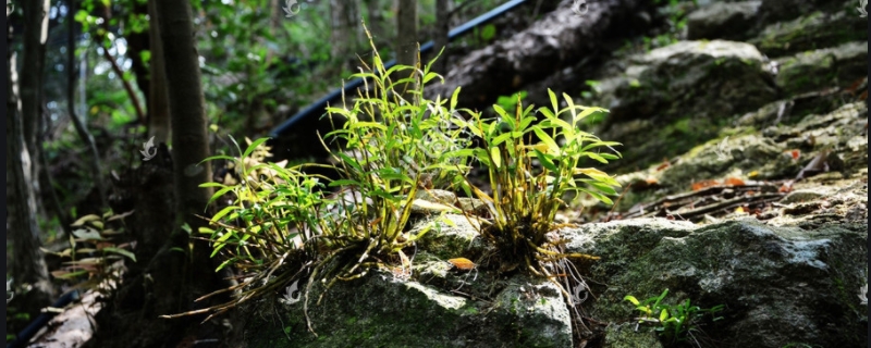 霍山石斛如何种植，霍山石斛种植注意事项