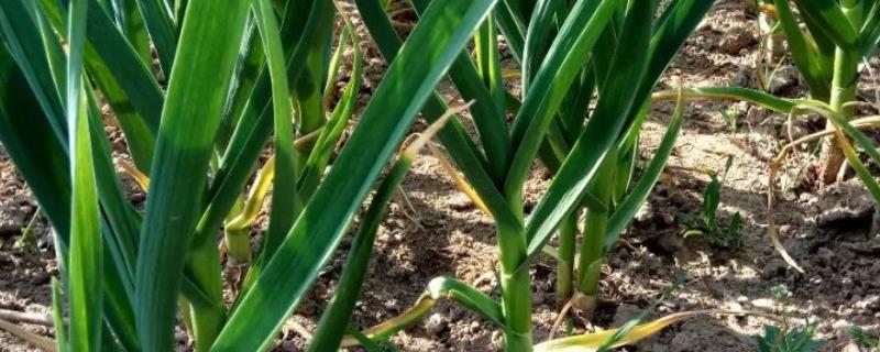 大蒜高产种植方法，有哪些技术要点 大蒜高产栽培技术要点有哪些