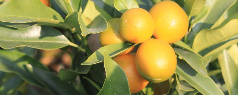 金桔怎么种植,附金桔田间管理技术 金桔地栽种植方法和注意事项