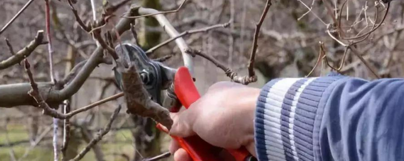果树冬季管理要点有哪些,做好这六点很关键