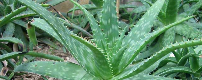 芦荟该怎么种植，有哪些注意事项（芦荟应该怎样种植）