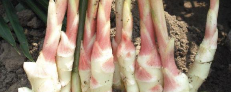 怎么种生姜芽，附生姜的种植技术 姜芽种植下去能生姜吗