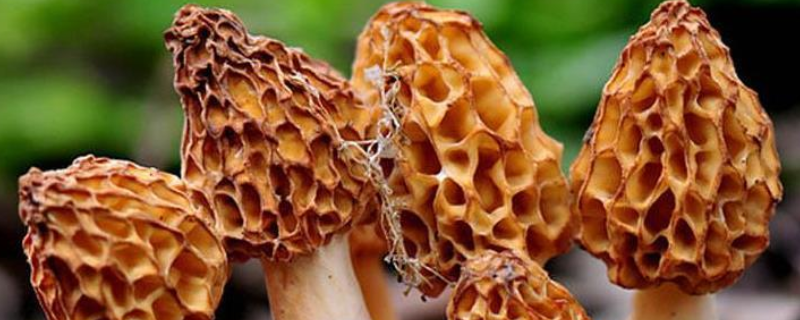 珍稀食用菌该如何栽培，有哪些要点（食用菌的种植条件）