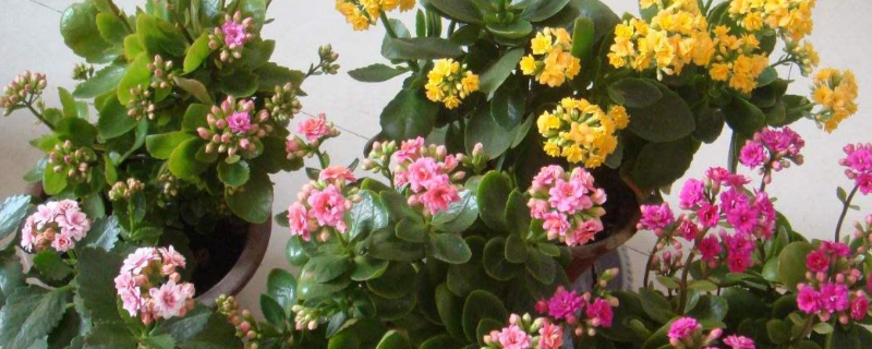 长寿花该如何栽培，有什么技术 长寿花怎样栽培