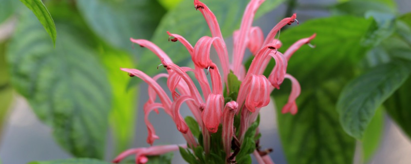 珊瑚花的养护方法，有哪些要点（珊瑚应该怎么养护）