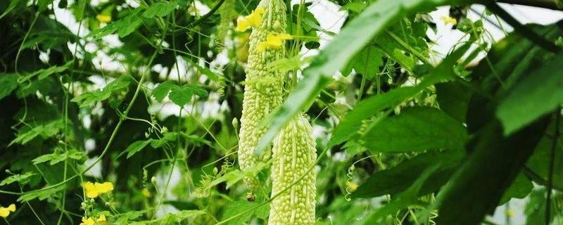 苦瓜杀虫用什么农药,不同虫害使用不同的杀虫剂