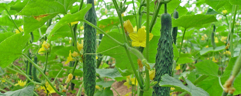 用什么药防治黄瓜白粉病，反复发作怎么防治