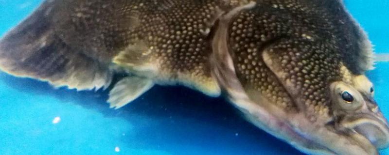 养殖多宝鱼前景如何(养多宝鱼挣钱吗)