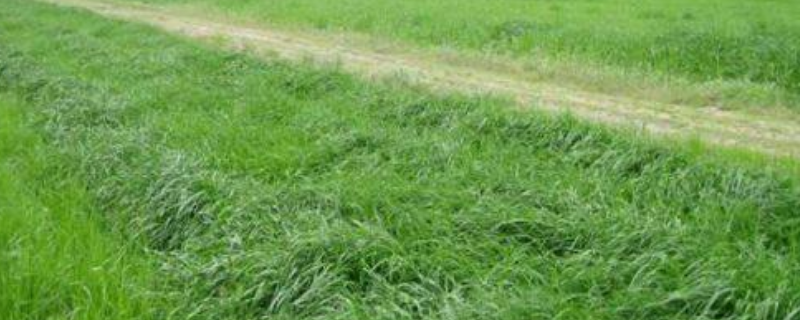 怎么种草，有哪些要点（种草的方法与技巧）