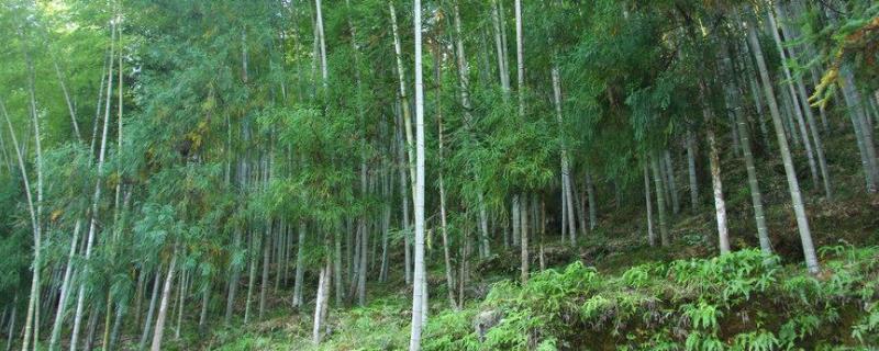 毛竹在北方可以种植吗 北方毛竹的种植技术