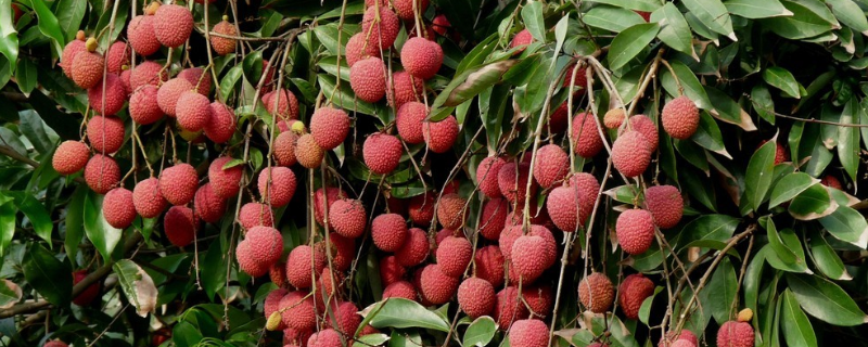 水果的种植方法，有哪些要点（水果的种植方法,有哪些要点介绍）