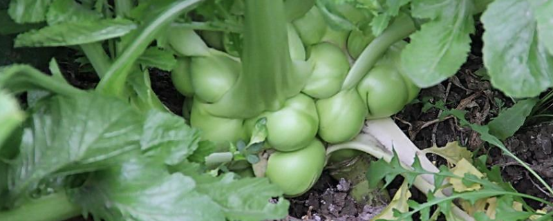 榨菜的种植方法，有哪些要点 榨菜怎么种植方法