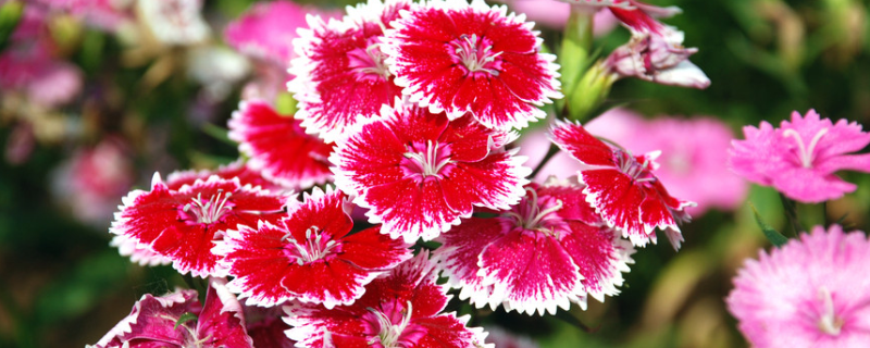 石竹的种植方法，石竹有什么作用 石竹的栽培要点