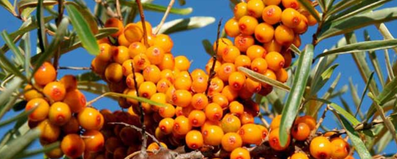 沙棘怎么种植，有哪些要点（沙棘怎么种植,有哪些要点和注意）