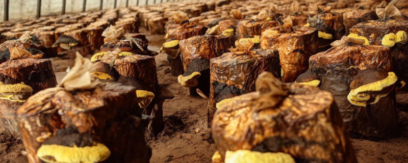 桑黄怎么栽培，有哪些管理技术（桑黄的养殖方法）