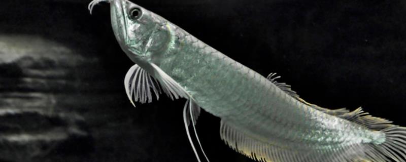 观赏鱼银龙鱼怎么养（观赏鱼银龙鱼怎么养活）