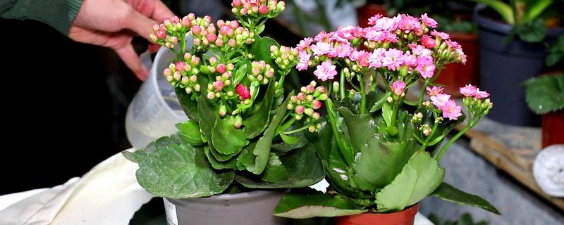 长寿花换盆技巧,附换盆注意事项(长寿花换盆的注意事项)