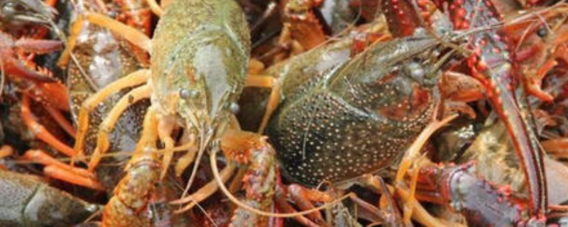 淡水龙虾放养注意问题，如何避免（淡水可以养小龙虾吗）