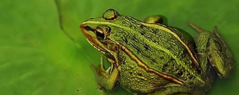 青蛙的养殖技术，青蛙的繁殖技术（青蛙的繁殖准备和繁殖行为）