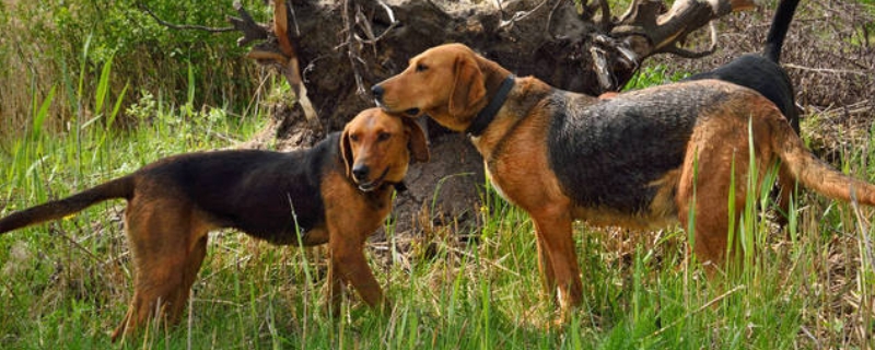 比格犬适合家养吗，多少钱一只 比格犬一般多少钱