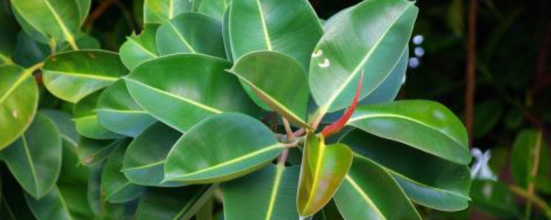 橡皮树是如何过冬的,附橡皮树的生长习性和栽培技术