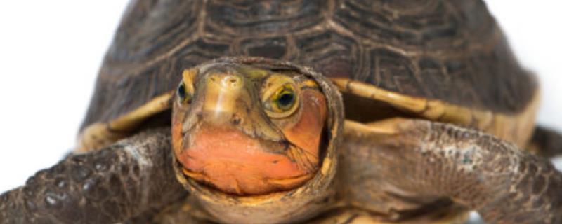 观赏龟的种类有哪些（观赏龟有哪些品种）