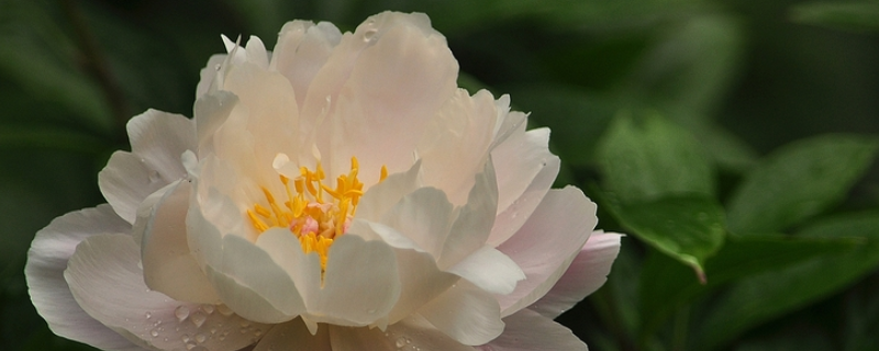 芍药籽该怎么做，有什么种植方法 芍药花的盆栽种植方法
