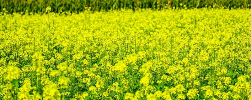 油菜传播种子的方式，有哪些价值 油菜花种子的特点以及传播途径