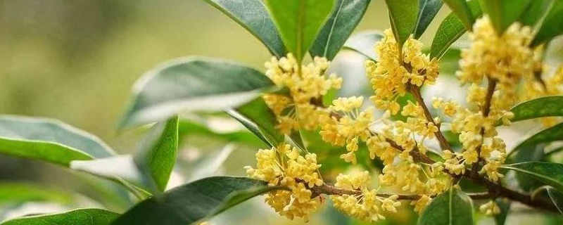 室内怎么养桂花，有哪些要点（室内怎么养桂花,有哪些要点呢）