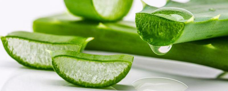 掐断的芦荟怎么种植，有哪些要点（剪断的芦荟怎样栽活）