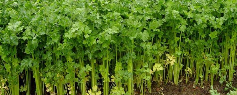西芹怎么种植，有哪些管理技术要点 西芹的种植方法及技术要点