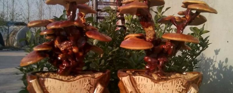 盆栽灵芝怎么养殖，有哪些要点 如何盆栽灵芝