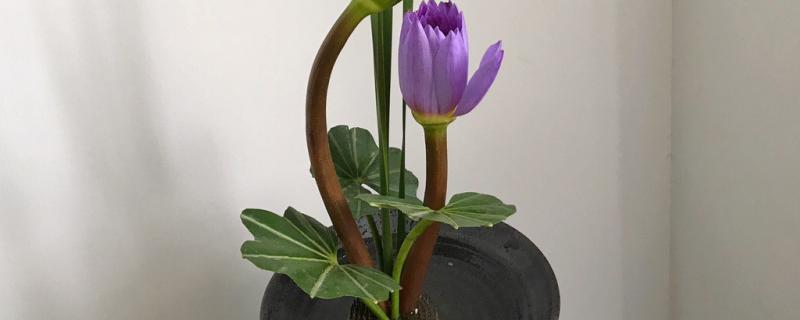 睡莲插花怎么养，附睡莲的生长习性（睡莲插花养护）