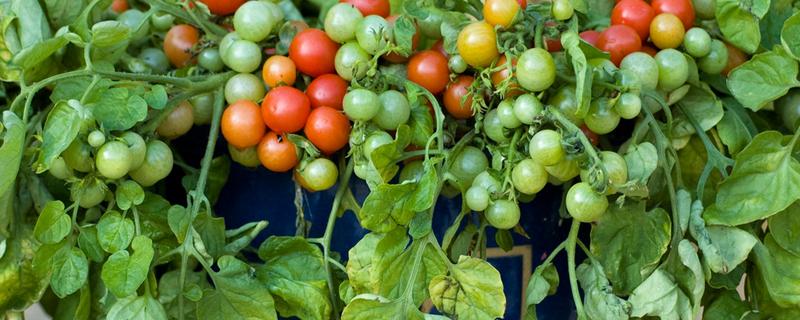 室内怎么种植蔬菜，怎么挑选蔬菜（室内怎么种植蔬菜,怎么挑选蔬菜和水果）