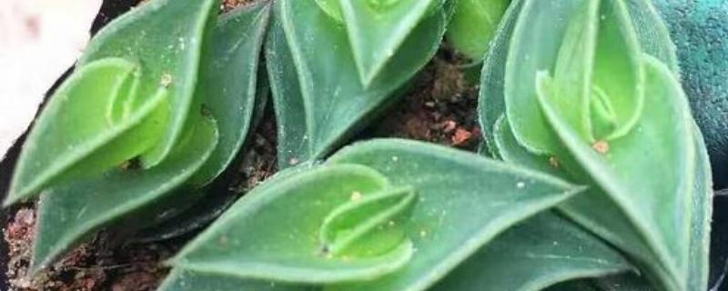 多肉一帆风顺的繁殖方法,附其习性和养护技巧