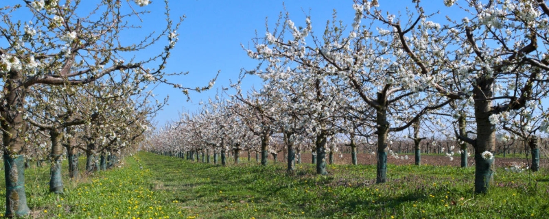 在山地上能建果园吗（农村果园地可以建房子吗?）