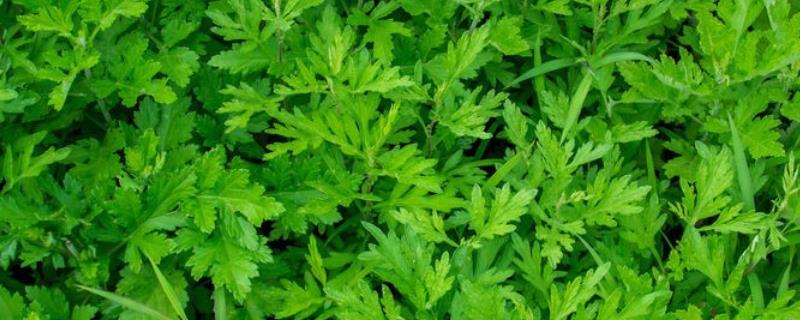 农村种哪些中药赚钱 农村种哪些中药赚钱多