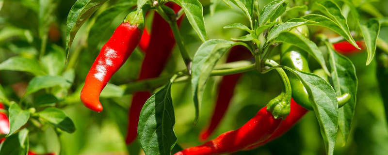 辣椒的种植时间,长蚜虫怎么防治 辣椒叶子长蚜虫怎么办