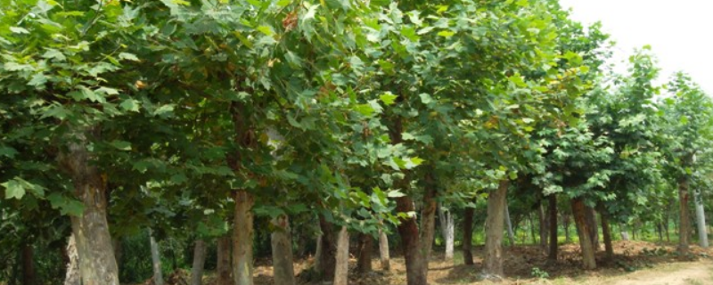 梧桐树的越冬方式，附其种植要点（梧桐树的种植条件）