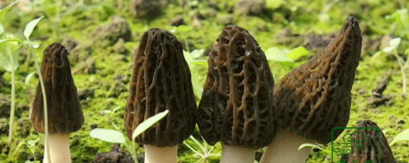 羊肚菌是否有毒，可不可以人工栽培（羊肚菌可以人工栽培吗）